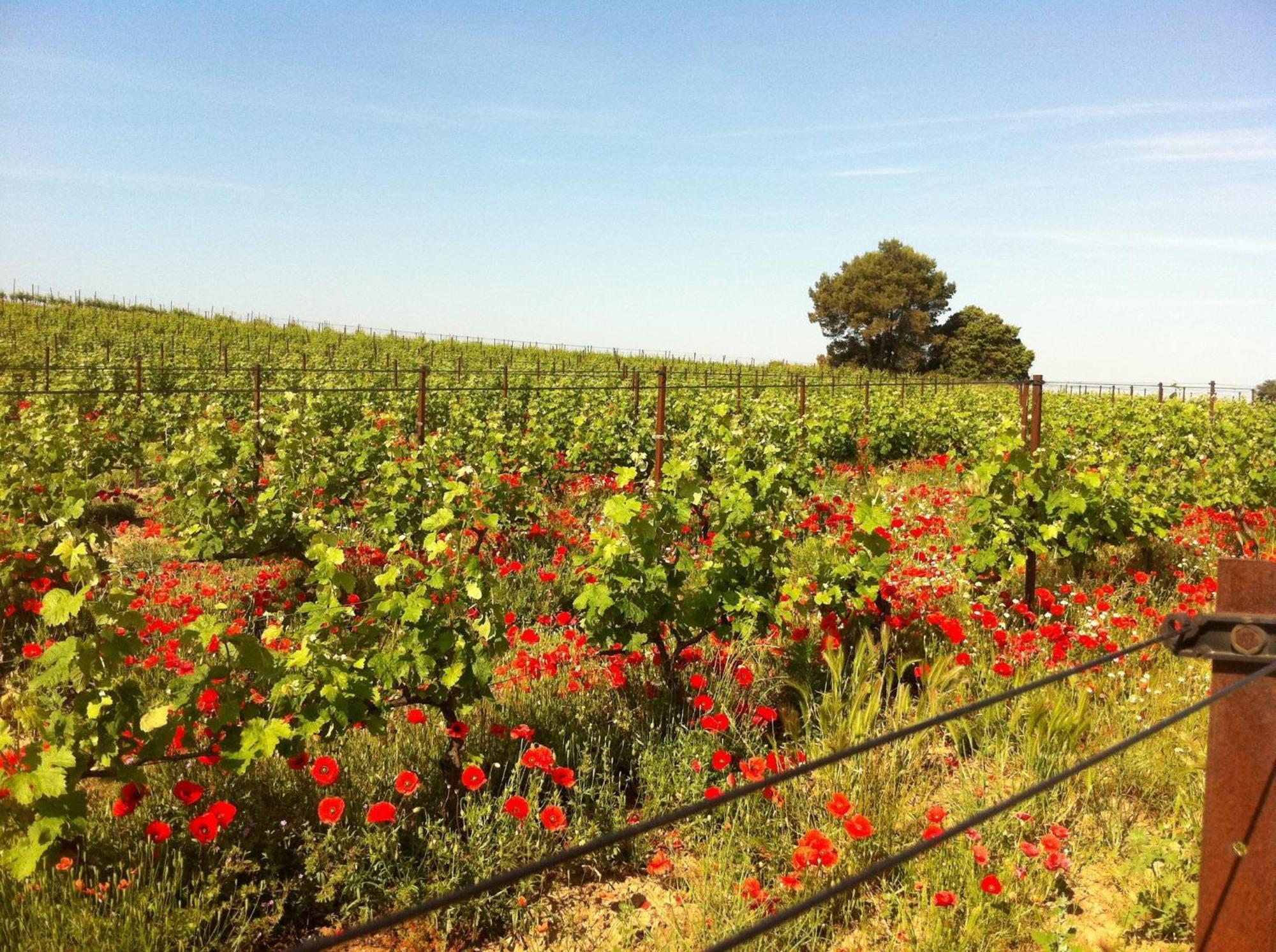 Maison De Margot Peyriac-Minervois Buitenkant foto